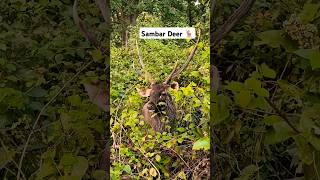 Sambar Deer🦌wildlife Corbett National park 🦌tiger animals wildanimals elephant wildlifepictures [upl. by Aeet]