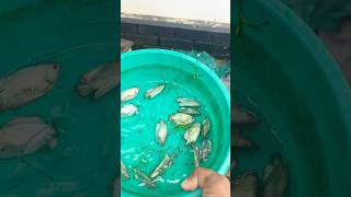 Neon gourami breeding  fish farm thrissur [upl. by Lachus]