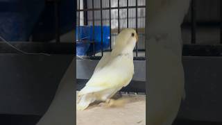 Albino amp Creamino Rosicolie petsvlogbirds parrotparrotbreedingseason [upl. by Norraf]