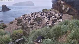 TawakiCam  Erectcrested penguins in Anchorage Bay Antipodes Island [upl. by Otrebtuc]