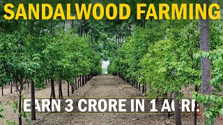 Earn 3 CRORES in 1 ACRE LAND Sandalwood Farming  Chandan Cultivation Guide [upl. by Patrick554]