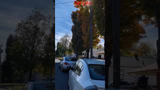 🍁🍂 Fall Color2024 ashville shortvideo ncat shorts funny [upl. by Aloisia]