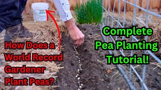 Watch This Before Planting Peas World Record Gardeners Secrets To Growing Sweet Peas Tutorial [upl. by Trager]