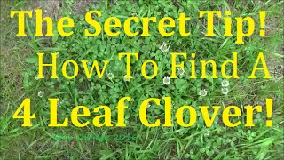 The Secret to Finding 4 Leaf Clovers How to Find Them [upl. by Rawlinson]