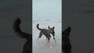 ARTY  Jump Around dogvideos dogshorts dogtube happydogs beachdogs doglife dogsofyoutube [upl. by Nasah]