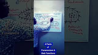 4 Parts of Paramecium amp tgeir functions [upl. by Osy]