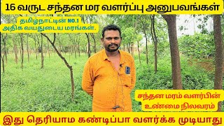 quot10 சந்தன மரத்த திருடிட்டு போட்டாங்கquot😳  சந்தன மரம் வளர்ப்பு முறை  sandalwood tree in tamil [upl. by Annoirb435]