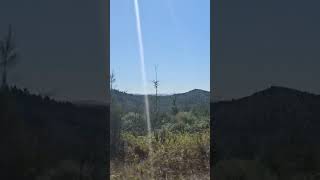 Scenic Coastal drive Amazing Beautiful Trees nature trees oregoncoast [upl. by Narik]