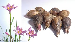 How To Grow Rain Lily From Bulbs  Grow zephyranthes Lily From Bulbs [upl. by Rohn]