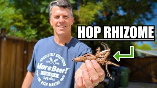 How to PLANT RHIZOMES to GROW YOUR OWN HOPS  MoreBeer [upl. by Kamaria]