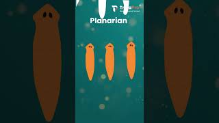 Planaria The Worm That Can Regrow Itself [upl. by Yrod]