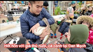 Mùng 5 tết hết hồn với giá cá cảnh thú nuôi tại Đan Mạch [upl. by Loralie436]