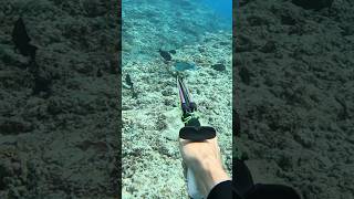 Spearfishing Réunion Island fishing pesca fish chassesousmarine [upl. by Tami]