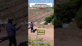 Así emprendí en la siembra de chiltepín 1 agro agronomia shortsvideo clips [upl. by Yahsel]