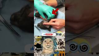 Removing Immense Cuterebra From A Kittens Neck cat reaction kitten shorts [upl. by Niwri]