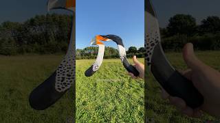 Crested Caracara 🦅🇲🇽 Eagle Boomerang [upl. by Araiek128]