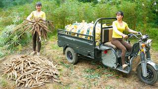 Use 3wheeled Vehicle Harvesting Cassava Roots Goes To Sell To Villagers  Live With Nature [upl. by Chessa]