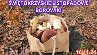 ŚWIĘTOKRZYSKIE LISTOPADOWE BOROWIKI ILE JESZCZE JEST GRZYBÓW W LESIE SZOK 161124 [upl. by Einolem43]