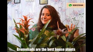 Kompal How to take care of bromeliads  Guzmania plant [upl. by Aeduj]