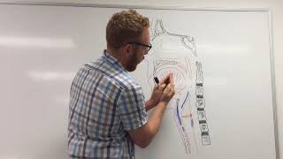 Larynx and Phonation part 1of 2  Introduction and Cartilage framework [upl. by Frayda761]