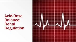 AcidBase Balance Renal Regulation [upl. by Jerry]