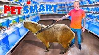 Taking My Capybara to PetSmart [upl. by Etnuahc]