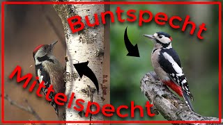 Buntspecht und Mittelspecht sicher und einfach unterscheiden [upl. by Lenuahs47]