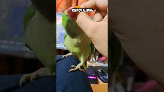 Parrot feeding alexandrine cutebird parrot feeding mittoo mitthu [upl. by Lasorella]