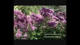 Eupatorium purpurea [upl. by Grinnell969]