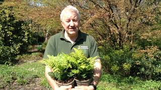 Fern Dryopteris wallichiana Jurassic Gold in Bowdens Gardens [upl. by Grieve]