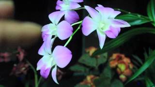 ALL ABOUT DENDROBIUM ORCHIDS  Phalaenopsis and Nobile [upl. by Straus442]