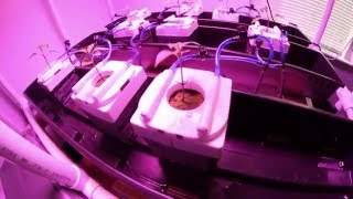 Hydroponics Leach Tray Setup Mars Hydro MasterBlend 41838 Groslab Rockwool 41716 [upl. by Atkinson115]