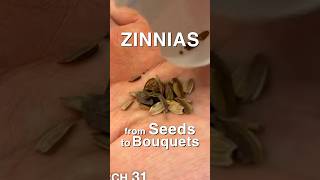 How to Grow Zinnias from Seeds to Bouquets [upl. by Adna552]