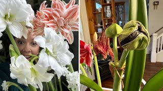 How To Pollinate an Amaryllis Flower and Produce Seed Pods  How to Propagate Amaryllis from Seed [upl. by Zerdna450]