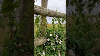 Field Bindweed  such cute wildflowers [upl. by Banky]