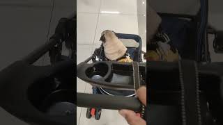 Sm east ortigas🫶pugpuglover philippines shortvideo short [upl. by Hart885]