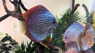 Planted Discus Aquarium [upl. by Althee]