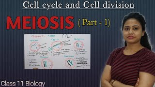 Meiosis  Part 1  Prophase 1  Cell cycle and Cell division  Class 11 biology  NEET AIIMS [upl. by Farika984]