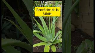 Beneficios de la sábila 🌱 [upl. by Dlanod]