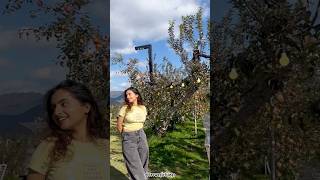 I saw apples farm for the first time in South Korea🇰🇷 Indian girl alone in South Korea viralvideo [upl. by Leuqcar]