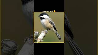 Smart Bird Penduline Tit 🤔facts ytshorts [upl. by Tempa]