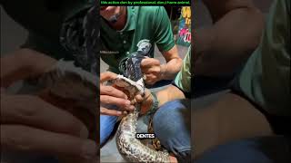 quantos dentes tem uma cobra viralvideo animals comedyvideos titanic facts [upl. by Pulchi]