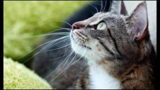 Hyperthyroidism Excess Thyroid Hormone in Cats  Cat Care Tips [upl. by Lrac799]