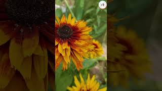 Seed Saving Multi Petal Rudbeckia Flowering plant  Kashmir Gardening shorts [upl. by Anaibaf]