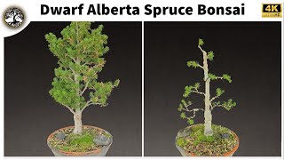 Dwarf Alberta Spruce Bonsai [upl. by Renba191]