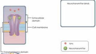 Ion Channel Coupled Receptors [upl. by Anihsit964]