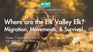 Migration Movement and Survival of the Elk Valley Population [upl. by Madid]