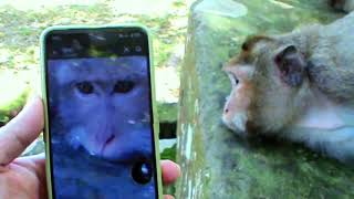 Look at how cute the monkeys in our phones look [upl. by Knowle690]