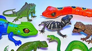 Reptiles  Lizard Iguana Chameleon Bearded Dragon Crocodile Alligator Turtle Tortoise Caiman [upl. by Leary]