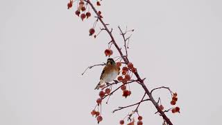 燕雀 Brambling [upl. by Karli]